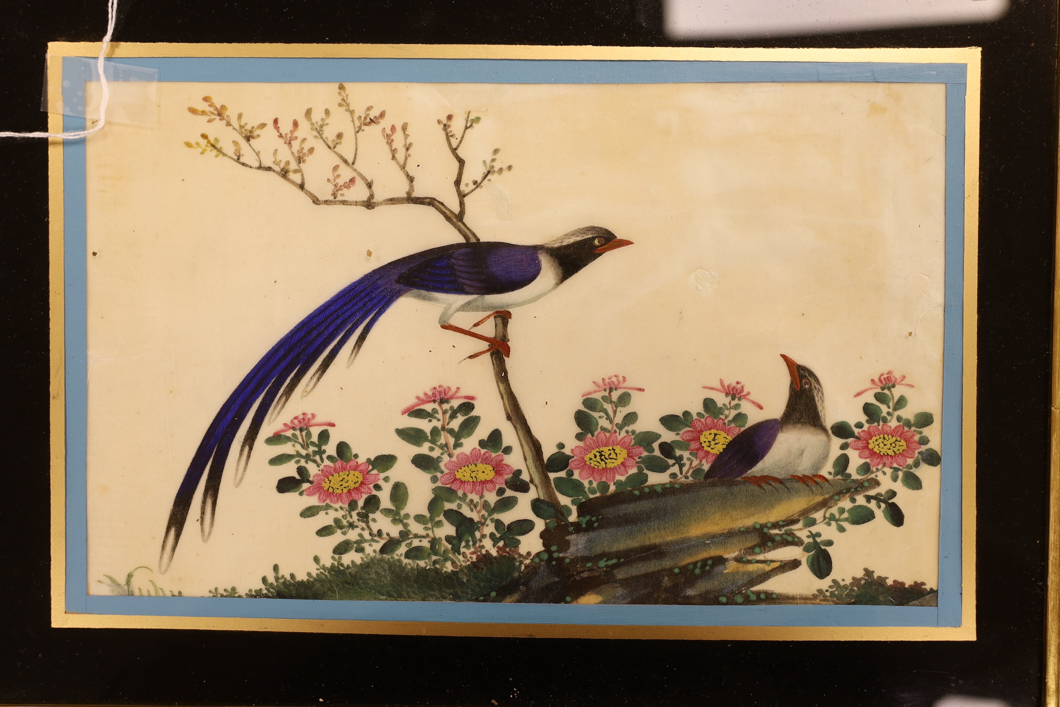 19th century Chinese School, set of six pith paper paintings, Birds of paradise amongst flowers, 17 x 28cm